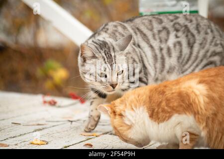 Zwei Katzen, eine grau gestreift und die andere rothaarig, suchen im Herbst im Park auf einer weißen Holzpromenade Futter Stockfoto