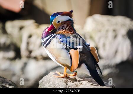 Porträt einer bunten männlichen Mandarinente, aix galericulata, die auf einem Stein ruht Stockfoto