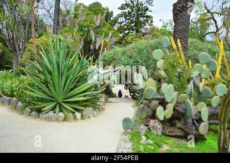 Pflanzen im botanischen Garten in Lissabon, Portugal. Kaktus aus Kaktus und Yucca Sukkulenten. Stockfoto