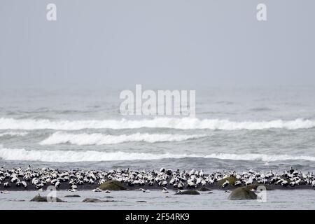 Gemeinsamen Eider - Herde am Strand mit Wellen hinter Somateria Mollissima südlichen Küste Island BI028304 Stockfoto