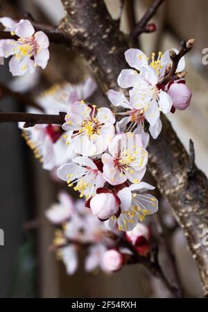 Aprikosenblüte UK; Rosa Aprikosenblüten auf einem Aprikosenbaum, Prunus Armeniaca, Nahaufnahme in Suffolk UK Stockfoto