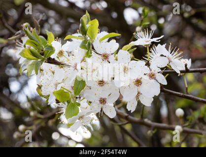 Mirabelle Plum Blossom UK; Mirabelle Plum Tree Blossom, aka Mirabelle Prune oder Cherry Plum, Prunus Domestica syriaca, wächst in suffolk UK Stockfoto