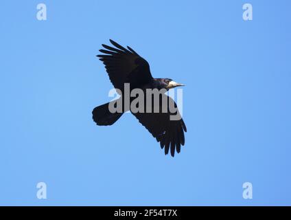 Rook Flying, Corvus frugilegus, ein Vogel der Krähenfamilie, gegen einen blauen Himmel, Suffolk England Stockfoto