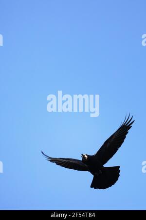 Rook Flying, Corvus frugilegus, ein Vogel der Krähenfamilie, gegen einen blauen Himmel, Suffolk England Stockfoto