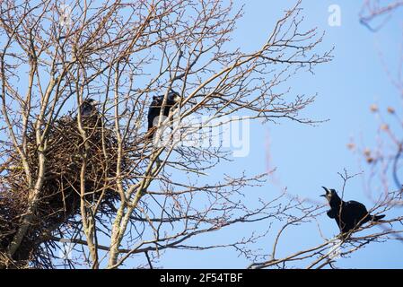 Der Rook, Corvus frugilegus, ein Vogel der Krähenfamilie, der auf einem Nest in einer Saatkrähenkolonie sitzt, Suffolk East Anglia UK Stockfoto