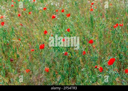 Rote Mohnblumen wiegen im Wind in der Feldlandschaft. Schönes Feld mit blühenden Mohnblumen als Symbol der Erinnerung Krieg und anzac Tag im Sommer. Wildblumen Mohnblume Stockfoto