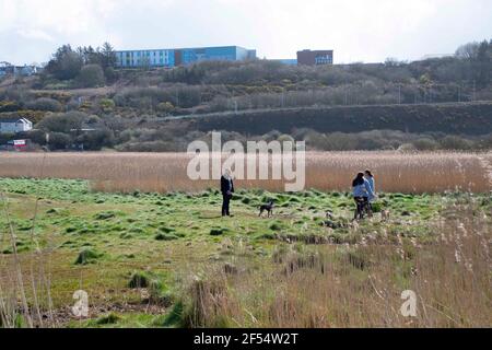 Fishguard, Pembrokeshire, uk .24 März 2021.Hundewanderer genießen die Sonne bei täglichen Übungen als Sonnenschein . Kredit: Debra Angel/Alamy Live Nachrichten Stockfoto