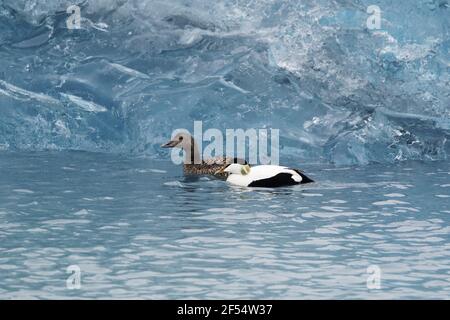 Gemeinsamen Eider-paar mit blauen Eisberg Somateria Mollissima Jökulsárlón Lagune Island BI028376 Stockfoto