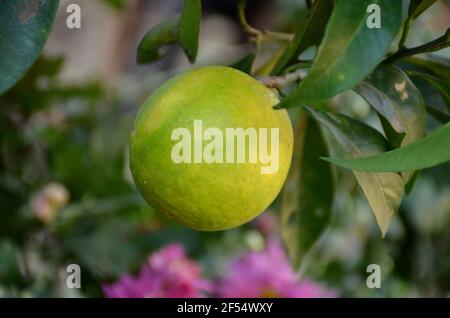 Nahaufnahme einer grünen reifen Grapefruit mit Blättern Ein Baumzweig im Garten Stockfoto