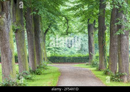 Geographie / Reisen, Deutschland, Nordrhein-Westfalen, Brühl, Lindenallee bei Augustusburg Hu, Additional-Rights-Clearance-Info-not-available Stockfoto