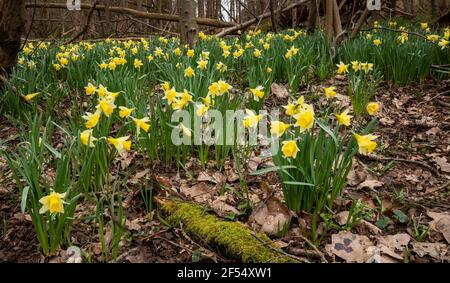 Wilde Frühlingsnarzissen, die im Wald am hohen weald blühen In der Nähe von Wadhurst in East Sussex im Südosten Englands Stockfoto