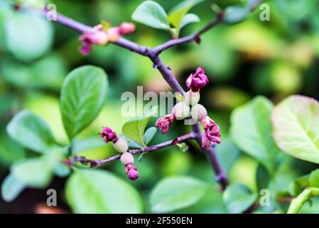 Nahaufnahme von Chaenomeles japonica, genannt die japanische Quitte oder Maule Quitte. Selektiver Fokus Stockfoto