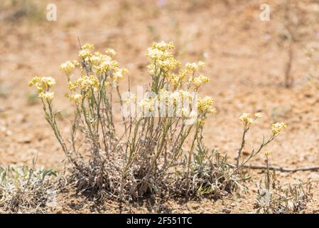 Nahaufnahme von Helichrysum arenarium ist auch bekannt als Zwerg everlast, und als Immortelle. Selektiver Fokus Stockfoto