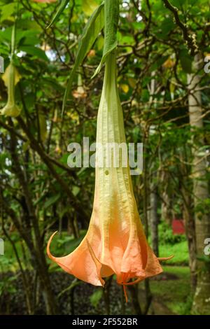 Vertikale Aufnahme eines Pfirsich Engel Trompete Blume hängen f Stockfoto