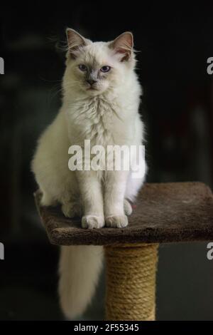 Lilac Point Ragdoll Katze sechs Monate alt. Stockfoto