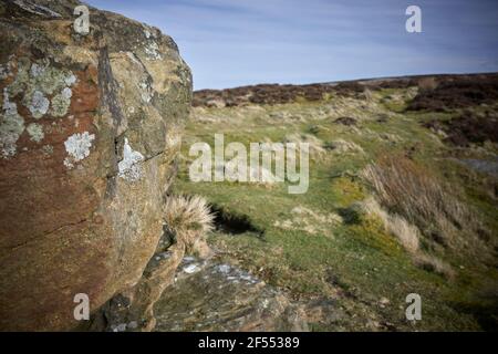 Flechten, die auf einem Schutthaufenfelsen von den Nichtgebrauchten wachsen Steinbruch in Yorkshire Stockfoto