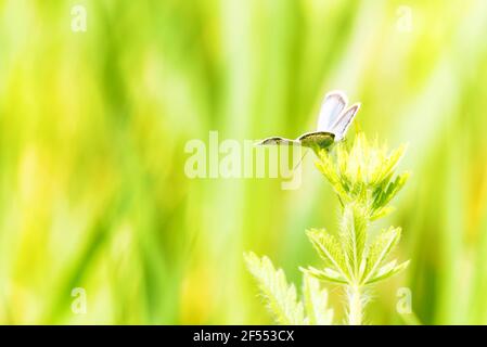 Nahaufnahme eines silberbesetzten blauen Plebejus argus Schmetterlings aus der Familie Lycaenidae. Dieser Schmetterling hat leuchtend blaue Flügel umrandet in schwarz mit weißem edg Stockfoto