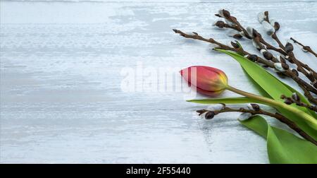 Rote Tulpen und flauschige Weide auf hellem Hintergrund. Tulpen und Weide auf grauem Hintergrund. Stockfoto