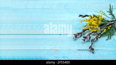 Mimosa und Willow auf blauem Hintergrund. Zweige von Mimosa und Willow auf Holzgrund. Stockfoto