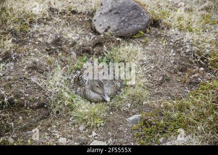 Gemeinsamen Eider - Weibchen auf nest Somateria Mollissima Jökulsárlón Lagune Island BI028525 Stockfoto