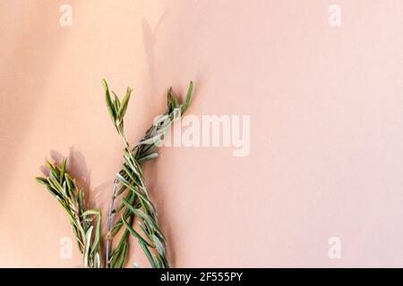 Olivenzweige im Sonnenlicht auf beigem Hintergrund. Speicherplatz kopieren Stockfoto