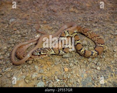 Nahaufnahme von Gunther Racer, Coluber gracilis, Satara, Maharashtra, Indien. Selten gesehene Schlange in trockenen Teilen von Westindien gefunden. Stockfoto