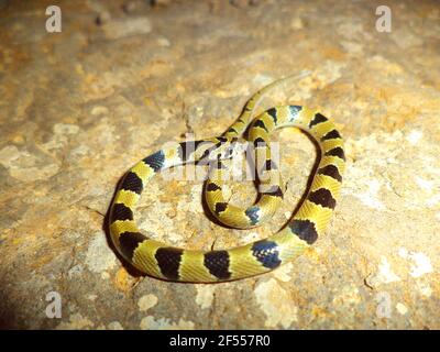 Nahaufnahme der Gemeinen Kukri-Schlange, Oligodon arnensis, Satara, Maharashtra, Indien Stockfoto