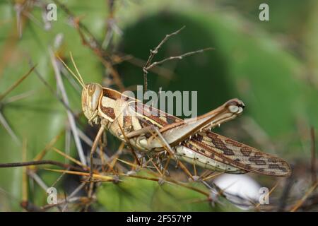 Wandernde Grasshopper, Locusta Emigrantoria, Satara, Maharashtra, Indien Stockfoto