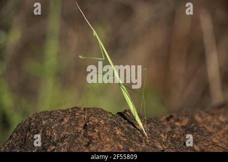 Zweig imitiert Gras mantis, Schizocephala bicornis, Satara, Maharashtra, Indien Stockfoto