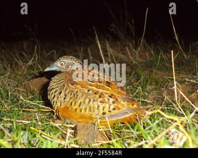 Bush Wachtel, Perdicula Argoondah, Satara, Maharashtra, Indien Stockfoto