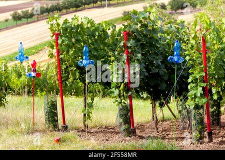 Plastikflaschen Tierschierer im Weinberg Stockfoto