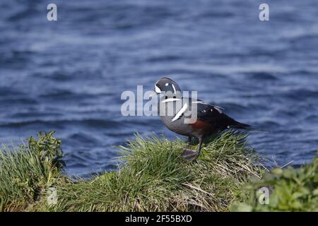 Schachteln Sie Harlekin-Ente - männliche in Bereich Histrionicus Histrionicus See Mývatn Region Island BI028649 Stockfoto