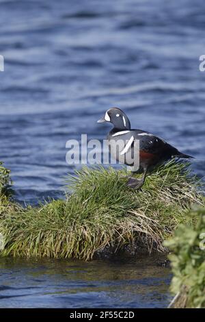 Schachteln Sie Harlekin-Ente - männliche in Bereich Histrionicus Histrionicus See Mývatn Region Island BI028650 Stockfoto