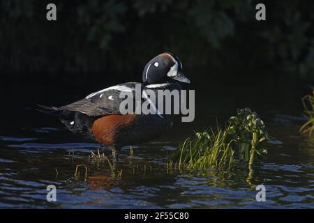 Schachteln Sie Harlekin-Ente - männliche in Bereich Histrionicus Histrionicus See Mývatn Region Island BI028653 Stockfoto