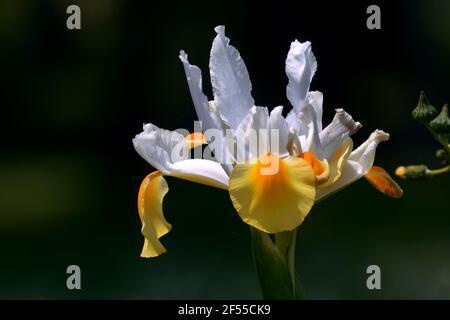 Iris Hollandica Blüten mit weißen Blütenblättern.Iris × hollandica. Stockfoto