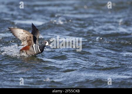 Paddeln Sie Harlekin-Ente - männliche dampfenden Fluss Histrionicus Histrionicus See Mývatn Region Island BI028663 Stockfoto