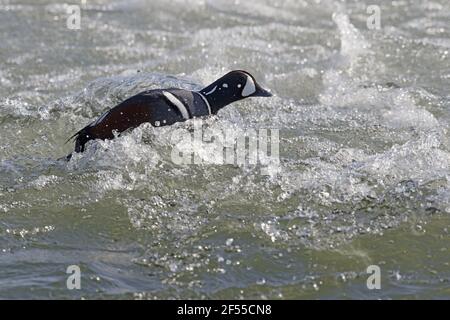 Paddeln Sie Harlekin-Ente - männliche dampfenden Fluss Histrionicus Histrionicus See Mývatn Region Island BI028665 Stockfoto