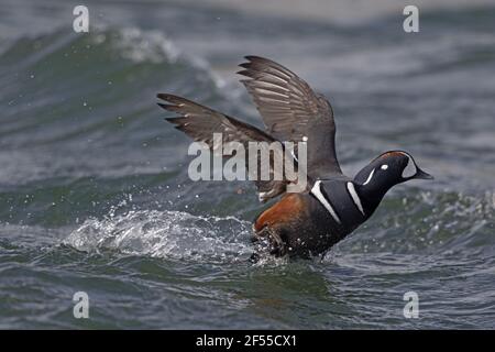 Paddeln Sie Harlekin-Ente - männliche dampfenden Fluss Histrionicus Histrionicus See Mývatn Region Island BI028667 Stockfoto