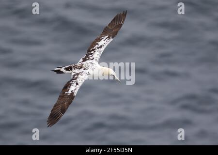 Gannet - unreif im FlugMorus bassanus Langanes Halbinsel Island BI028690 Stockfoto