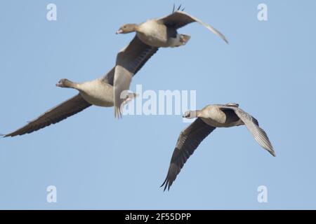 Pink-footed Goose - Paar im Flug Anser brachyrhynchus Lake Myvatn Island BI028721 Stockfoto