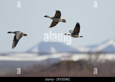 Pink-footed Goose - paar auf der Flucht Anser Brachyrhynchus See Myvatn Island BI028722 Stockfoto