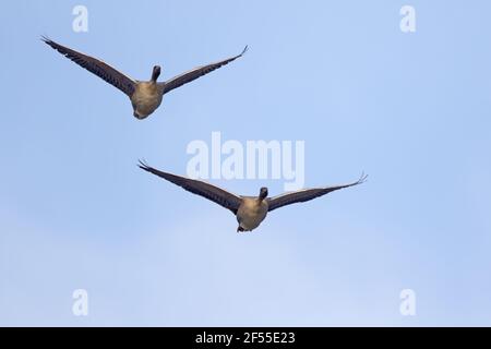 Pink-footed Goose - Paar im Flug Anser brachyrhynchus Lake Myvatn Island BI028726 Stockfoto