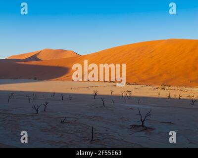 Tote Akazienbäume in roten Dünen von Sossusvlei Stockfoto