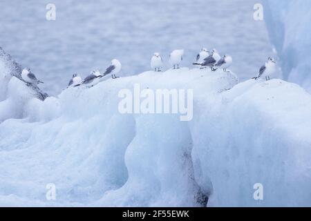 Kittiwake - Ausruhen auf EisbergenRissa tridactyla Jokulsarlon Lagoon Iceland BI028813 Stockfoto