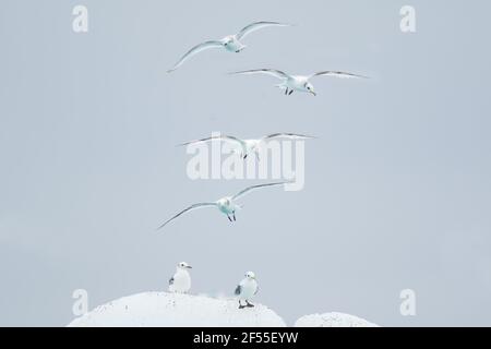 Kittiwake - Ausruhen auf EisbergenRissa tridactyla Jokulsarlon Lagoon Iceland BI028814 Stockfoto