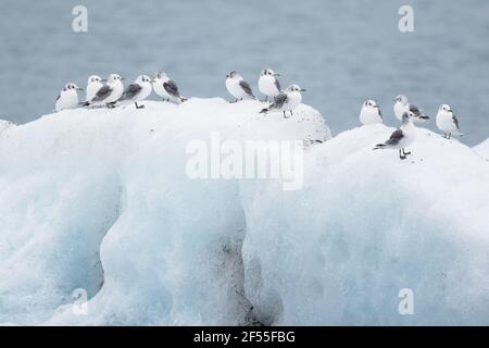 Kittiwake - Ausruhen auf EisbergenRissa tridactyla Jokulsarlon Lagoon Iceland BI028819 Stockfoto