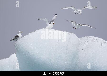 Kittiwake - Ausruhen auf EisbergenRissa tridactyla Jokulsarlon Lagoon Iceland BI028823 Stockfoto