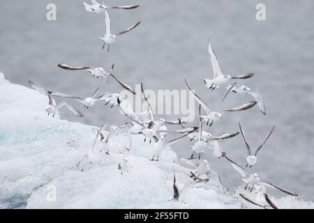 Kittiwake - Ausruhen auf EisbergenRissa tridactyla Jokulsarlon Lagoon Iceland BI028825 Stockfoto