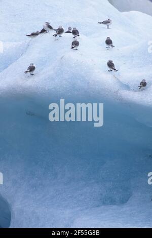 Kittiwake - Ausruhen auf EisbergenRissa tridactyla Jokulsarlon Lagoon Iceland BI028826 Stockfoto