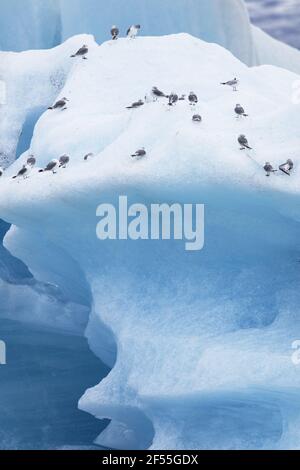 Kittiwake - Ausruhen auf EisbergenRissa tridactyla Jokulsarlon Lagoon Iceland BI028827 Stockfoto